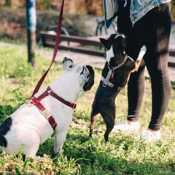 Collars / Leashes & Harnesses